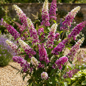 Budleja Dávidova (Buddleja Davidii) ´BERRY´S CREAM´ - výška 20-30 cm, kont. C2L